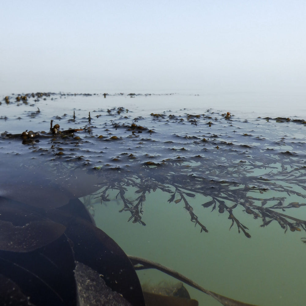 7 reasons seaweed is the secret ingredient your skincare regime needs