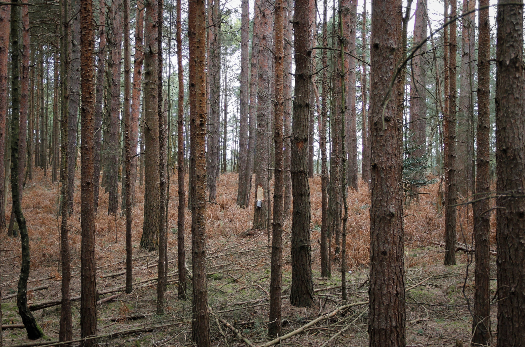 Pine resin rediscovered: Material Matters 2025, London Design Festival