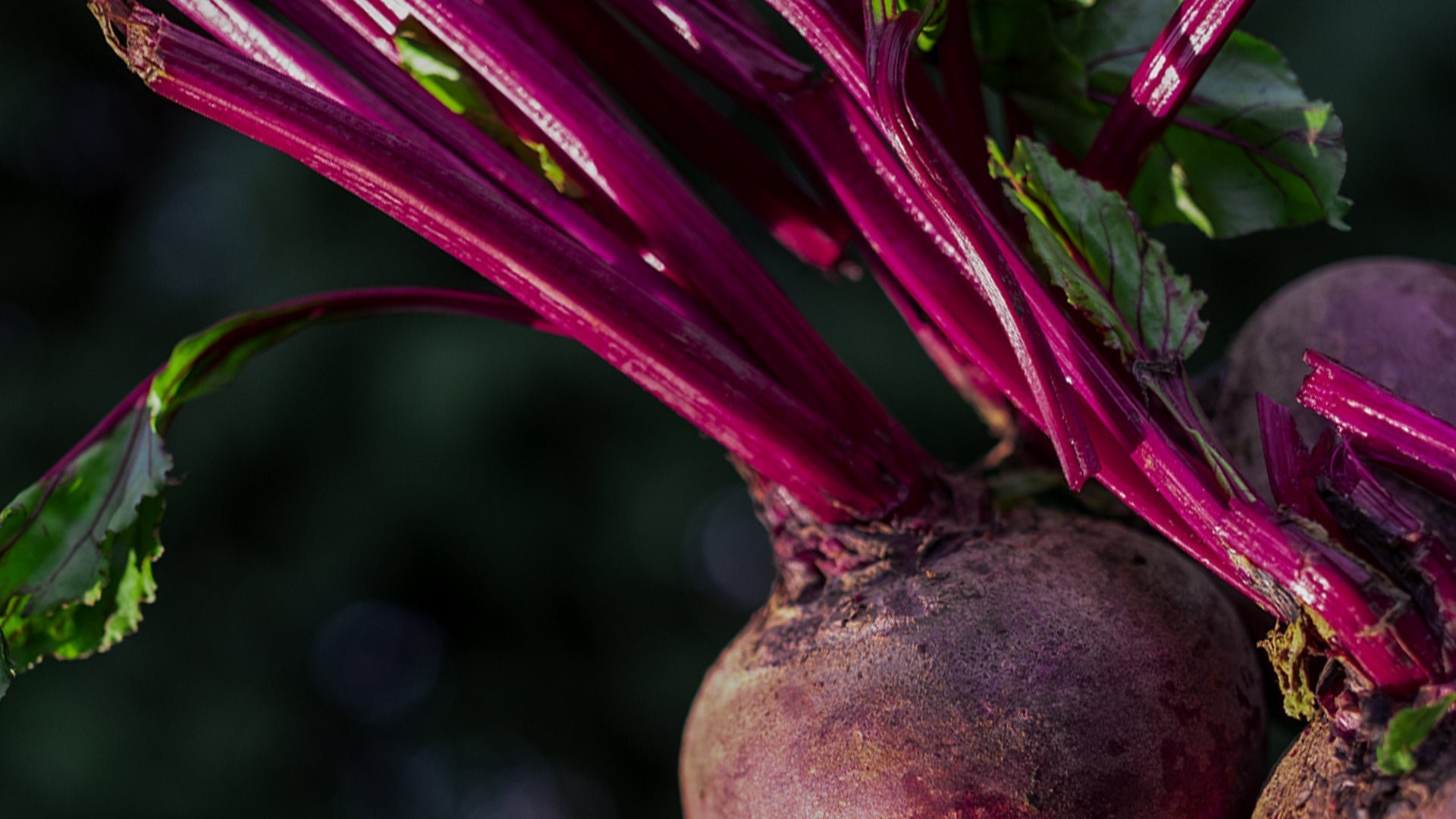 Exploring Wellness through Regenerative Design