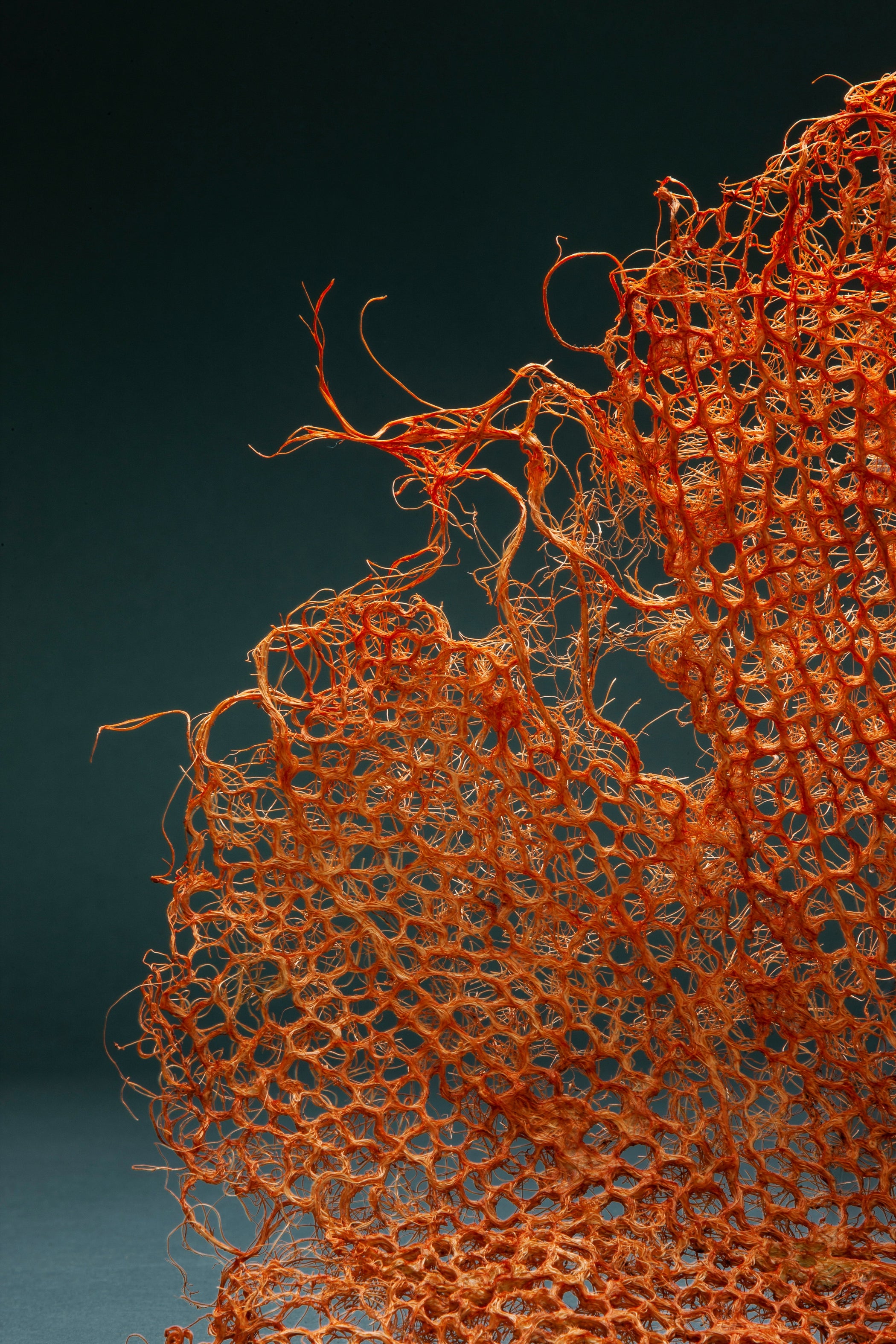 When roots become garments