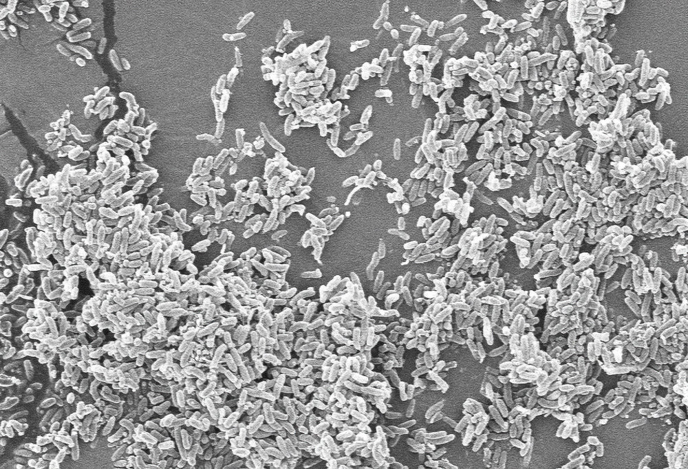 Listening to the living earth