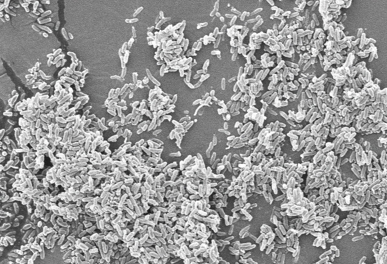 Listening to the living earth