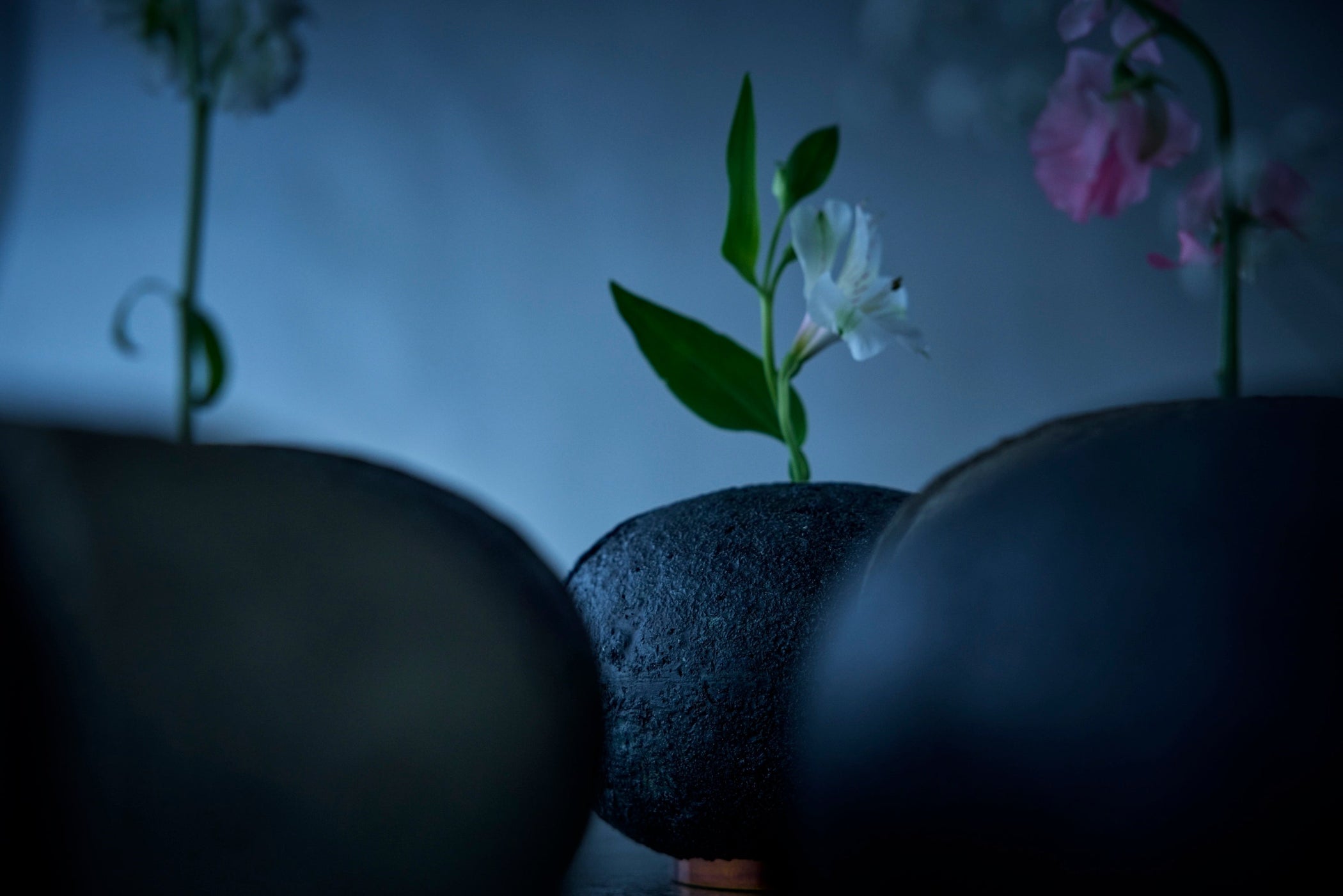 Mycelium of Japan: Between growth and craft