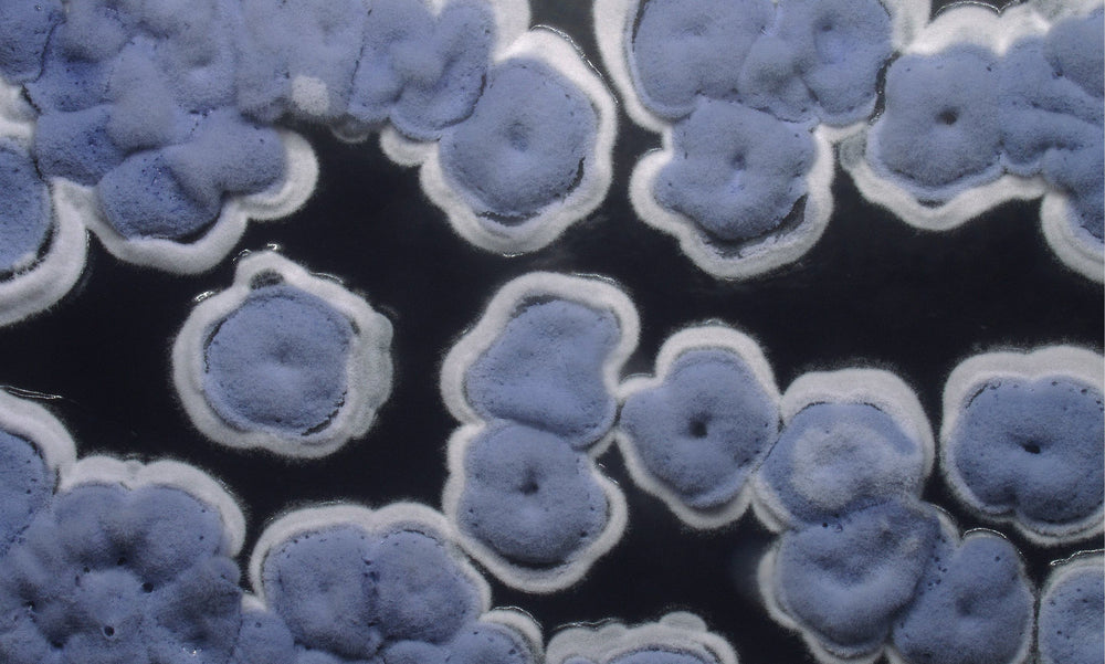 What if your next pair of jeans were grown, not sewn?