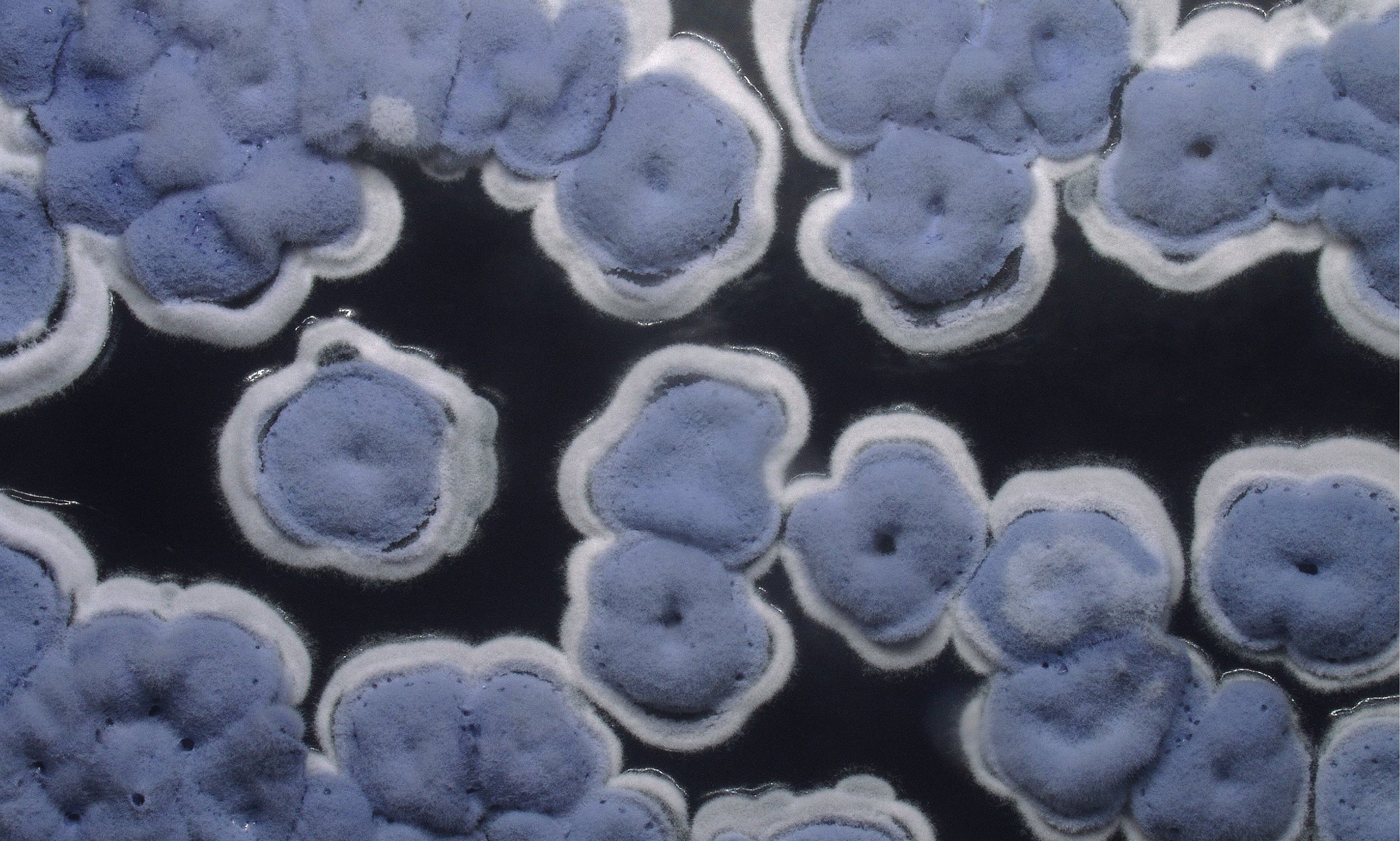 What if your next pair of jeans were grown, not sewn?