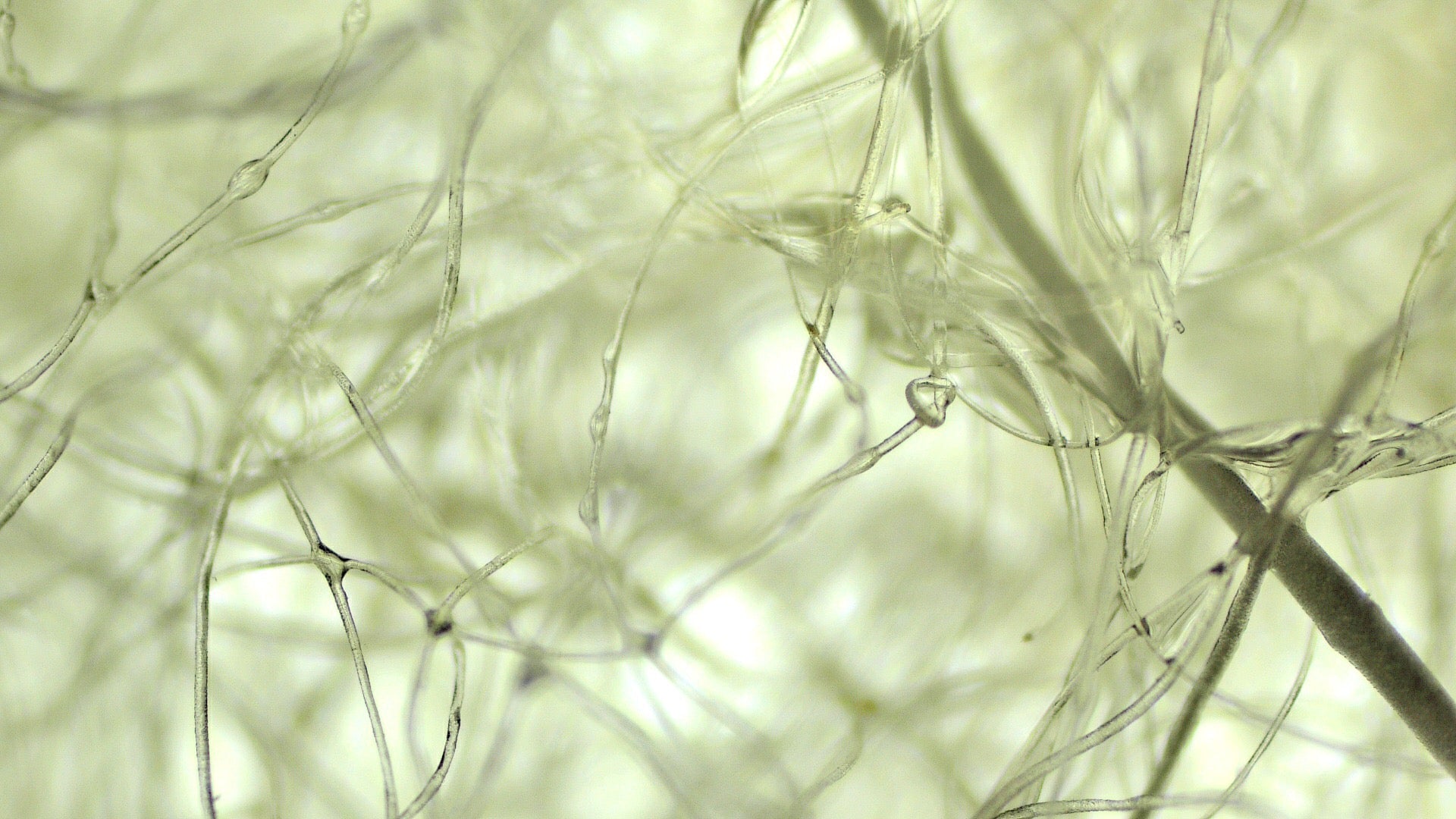 Cleaning harbours with discarded wool