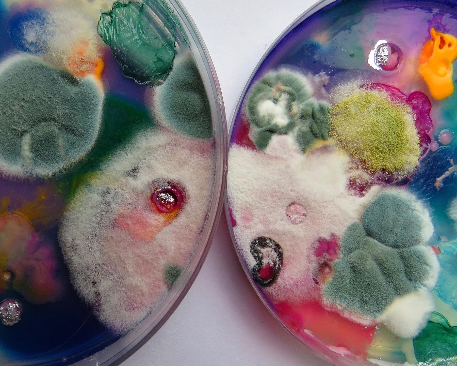 The Art of the Microbiome – Our Collaboration with Dasha Plesen