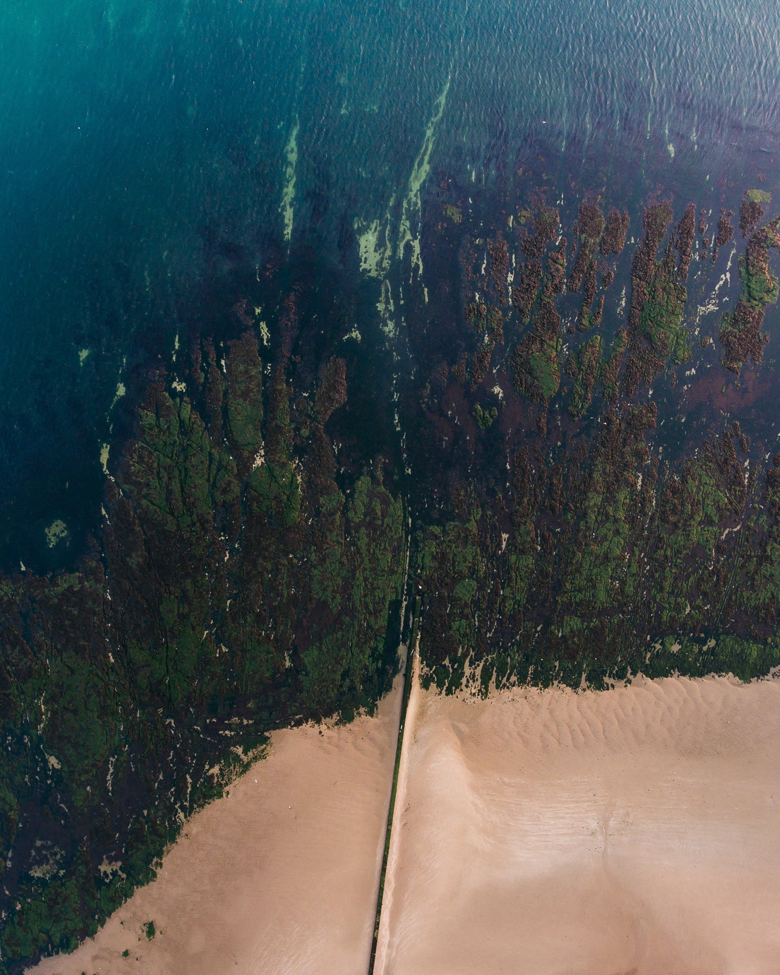 Wild Harvested Seaweed
