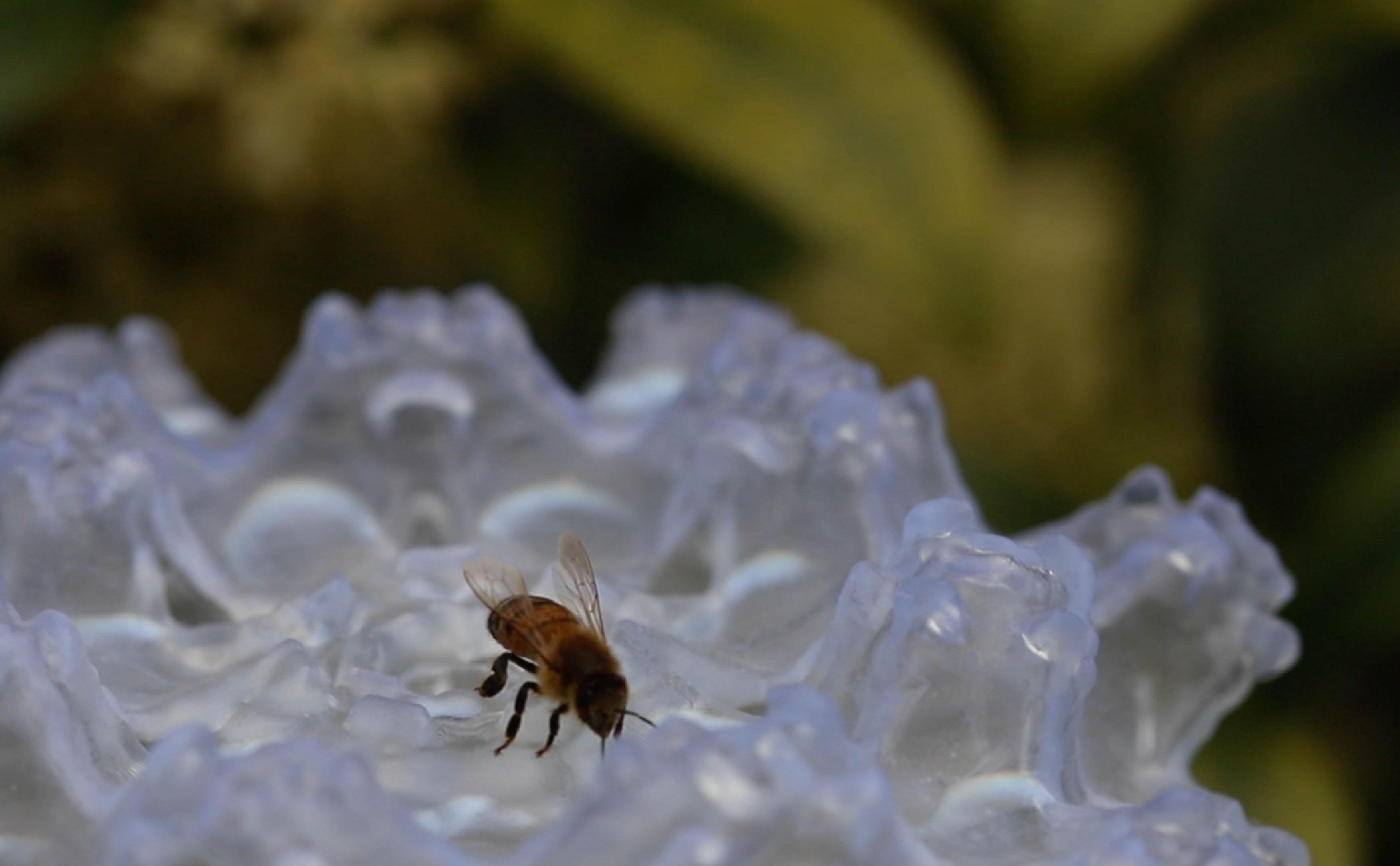 From Pollution to Pollination