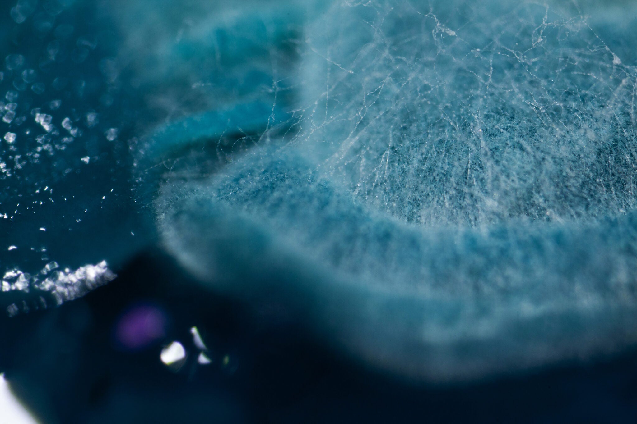 Haeckels Partners with UAL