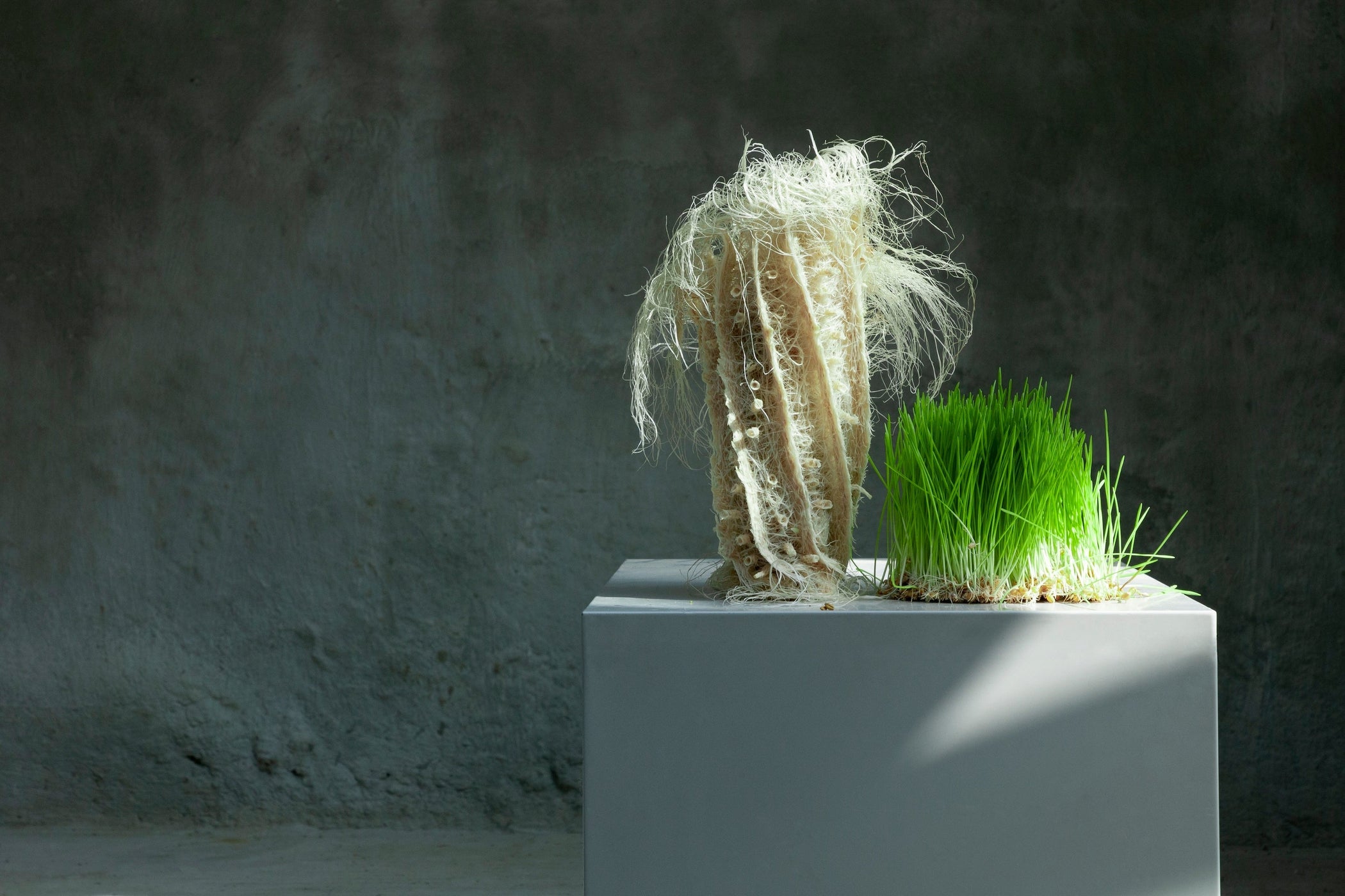 Rooted Design: The Art of Growing Design