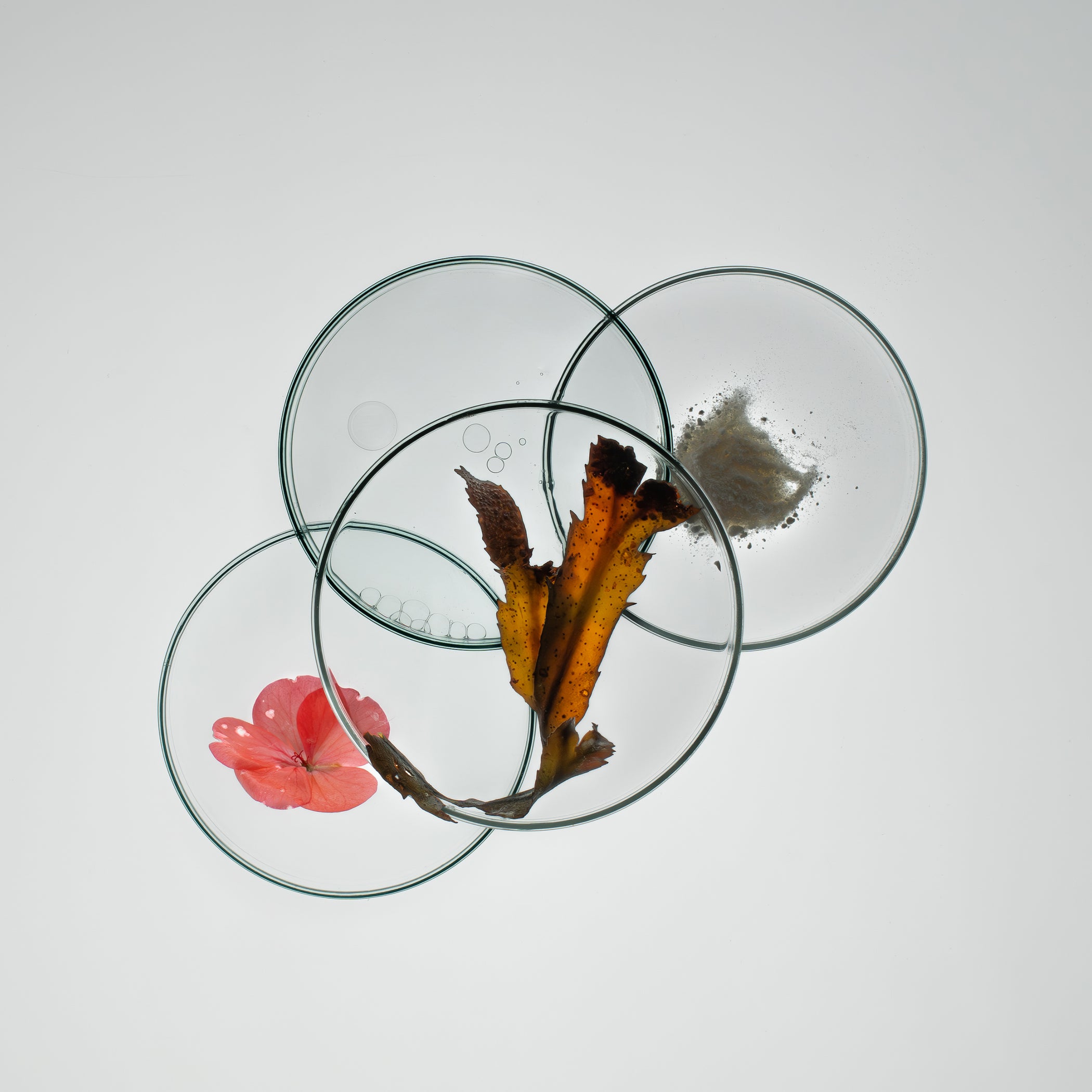 Four petri dishes with different ingredient samples on a light grey background