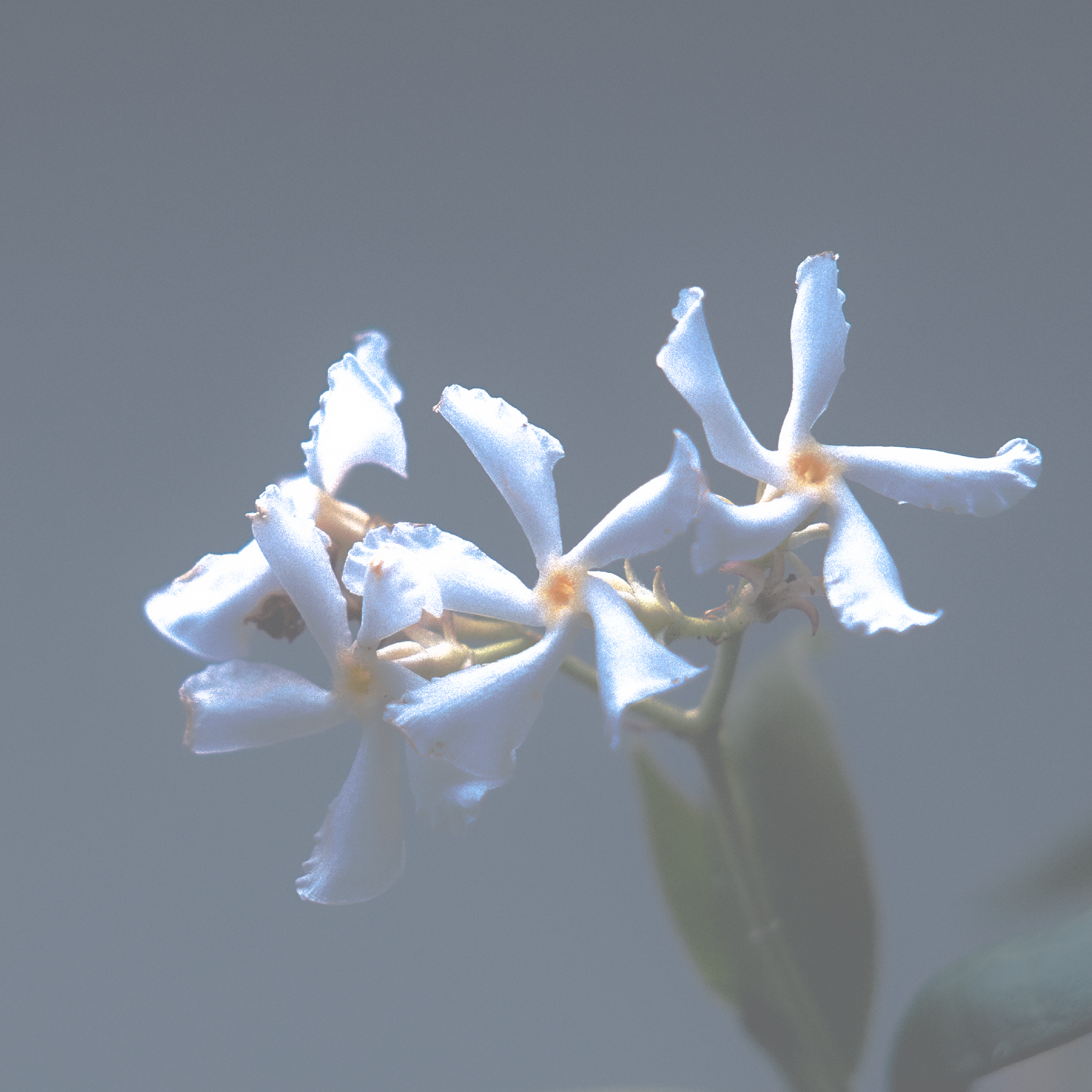 Close-up of white jasmine flowers with a blurred background