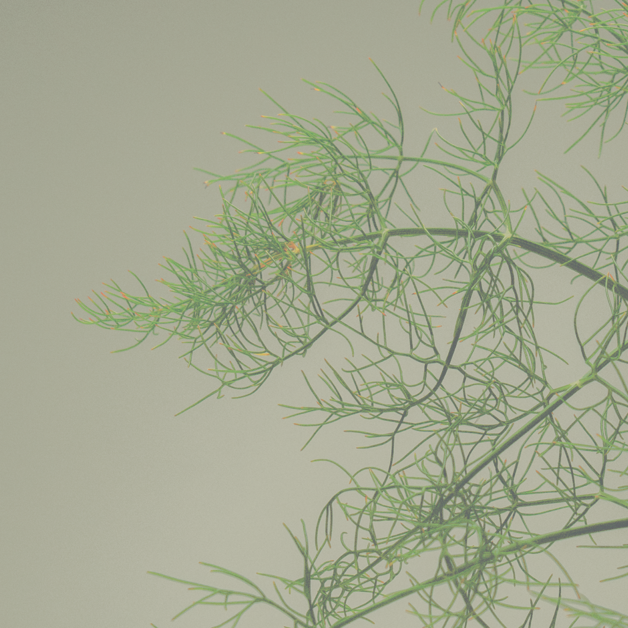 Green fennel fronds on a light grey background