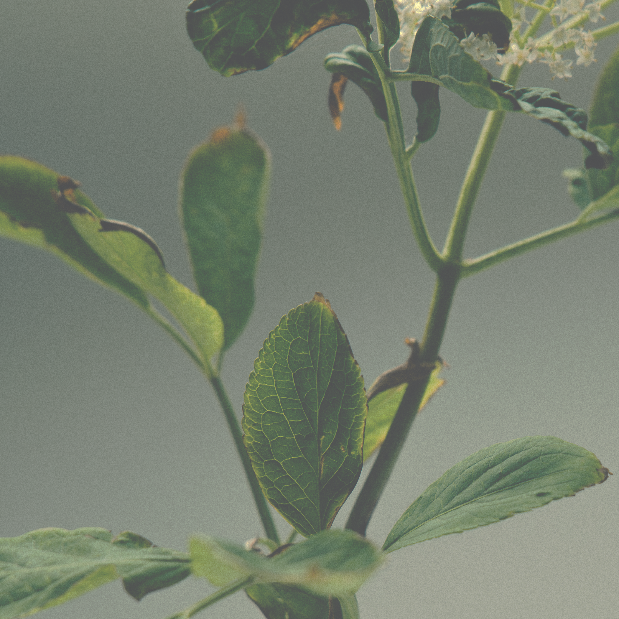 Richborough Parfum Miniature