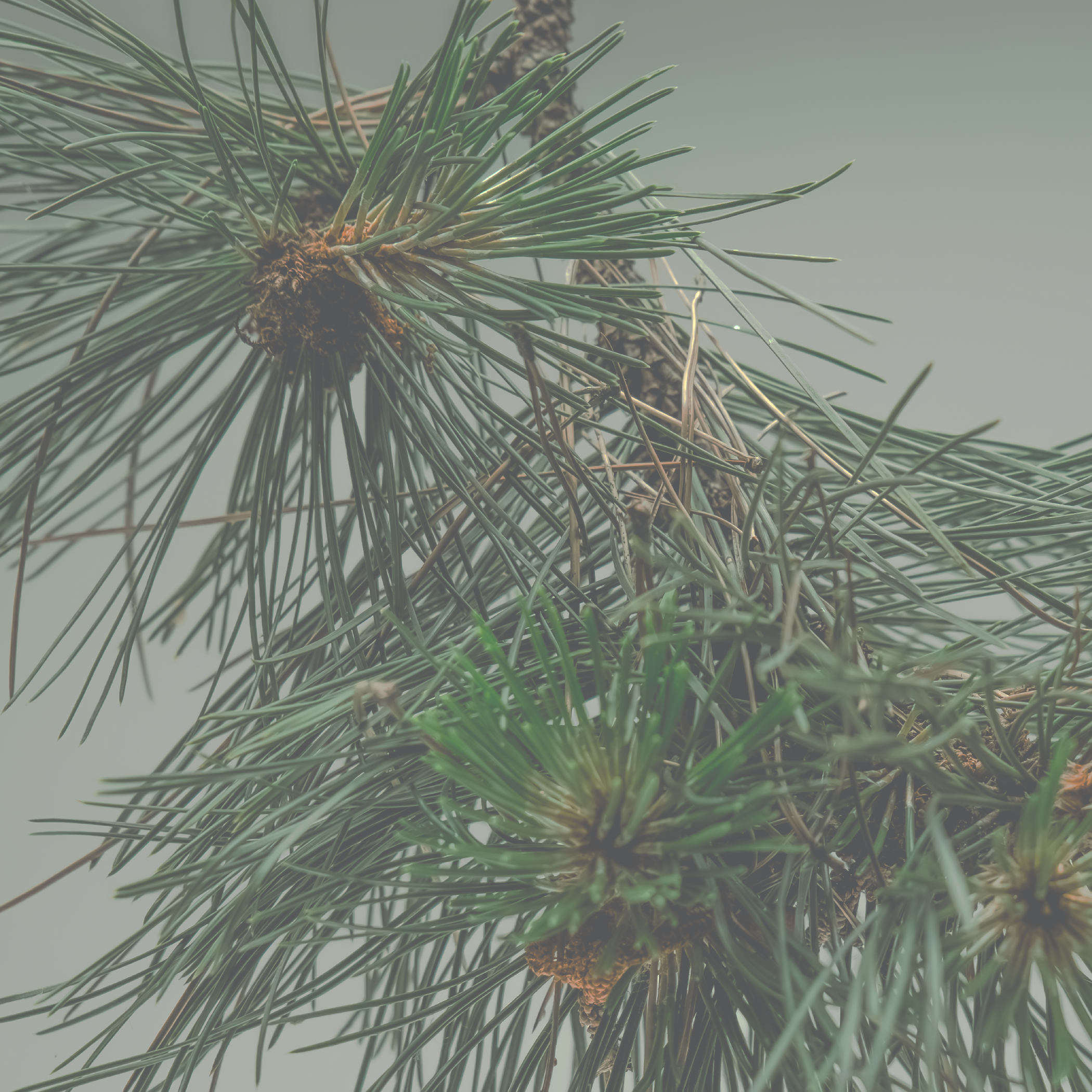 Close-up of pine tree branches with cones against a grey background