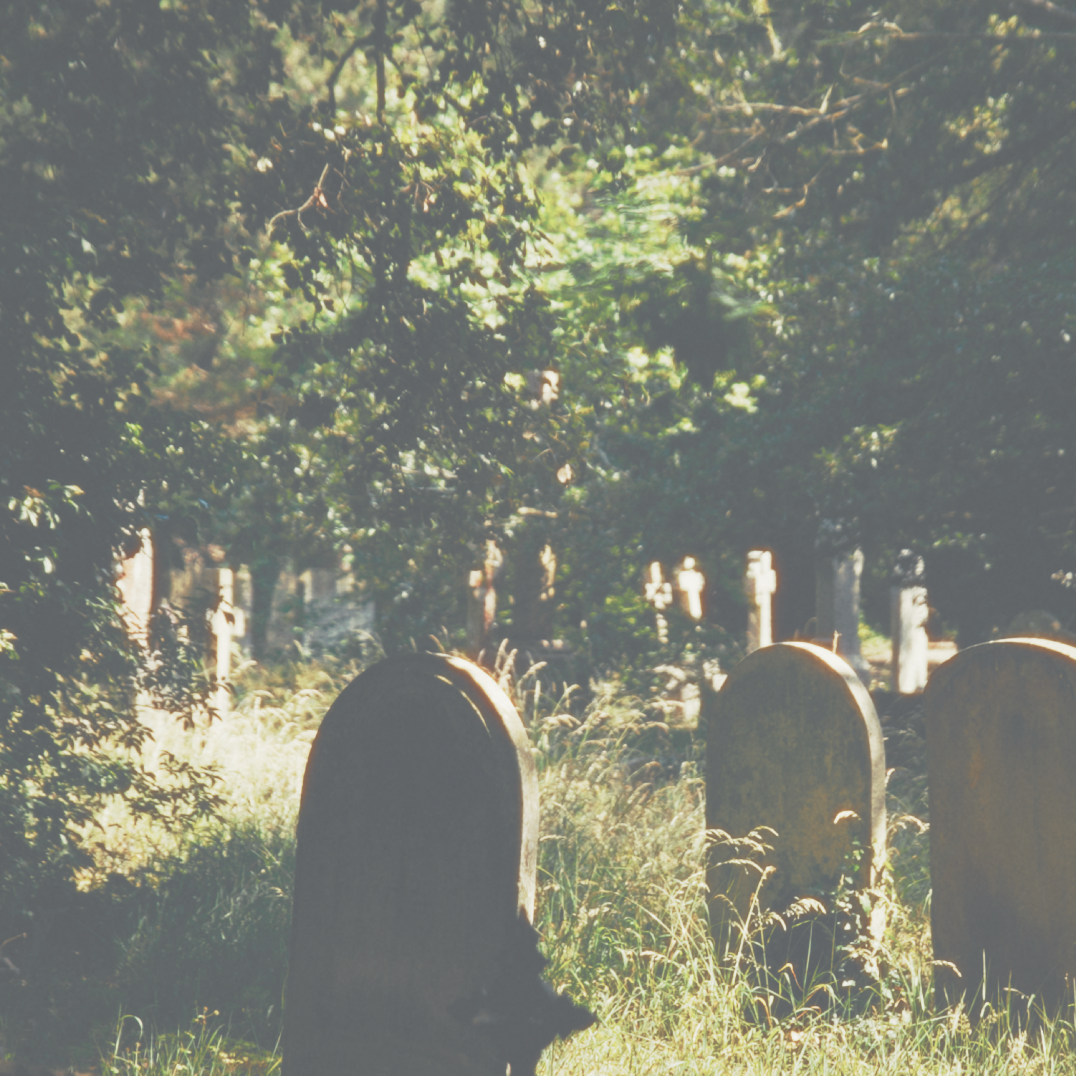 Gravestones among overgrown grass with sunlight filtering through trees