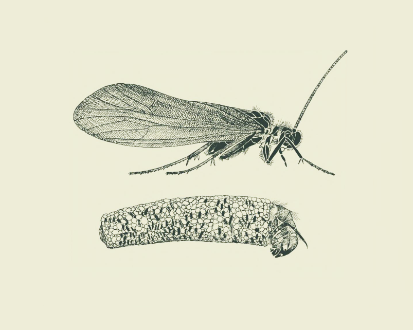 Illustration of a lacewing insect on a beige background