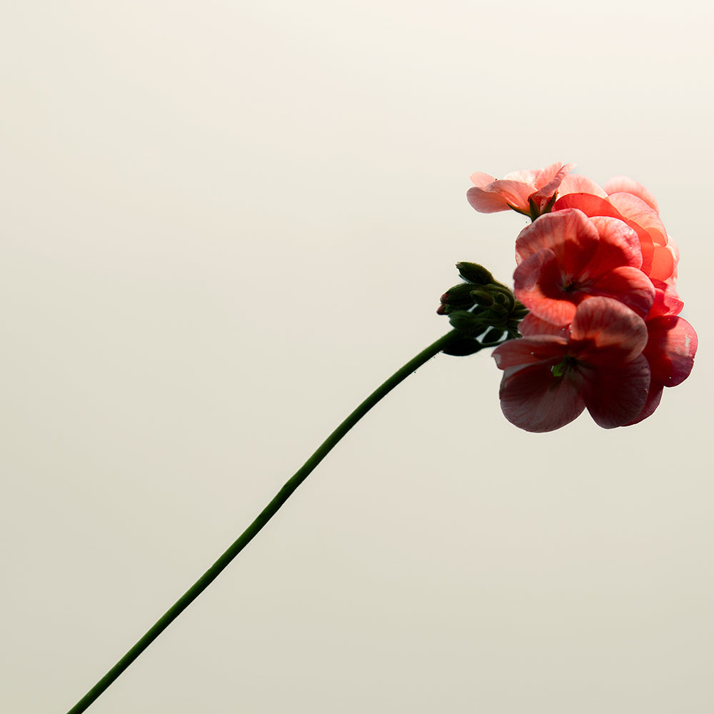 Algae Plump Serum 100mL Refill